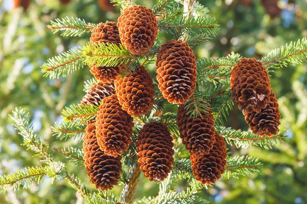 Bunch Brown Cones Hanging Fir Branch — Stock Photo, Image