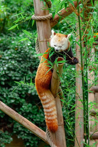 Panda Rosso Con Una Coda Soffice Siede Bar Bambù Mangia — Foto Stock