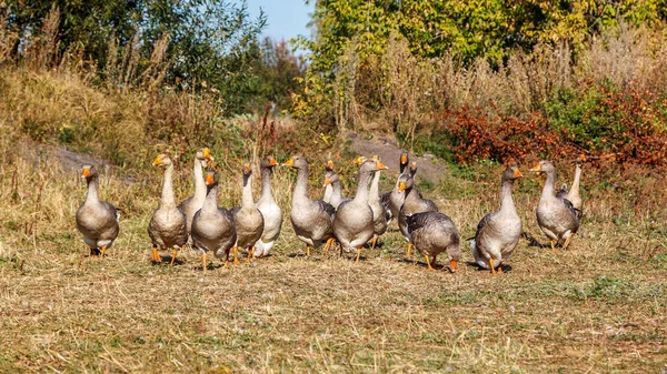 Flock Geese Briskly Headed Home — Stock Photo, Image