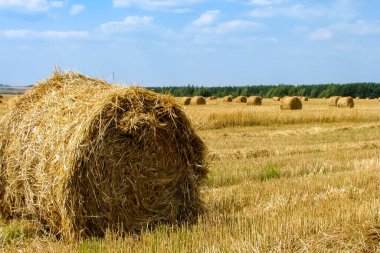 Buğday kamışı saman balyalarında toplandı, biçilmiş bir tarlaya yayıldı.