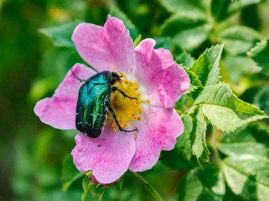 Yaban gülü çiçeğinin üzerinde parlak yeşil bir kıpır kıpır duran büyük bir gül böceği..