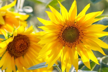 Ayçiçeği yaprakları parlak güneşte parlar.