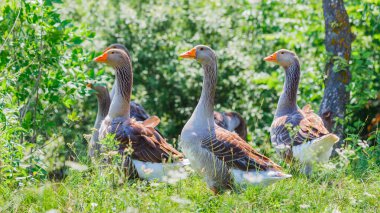 Güneşli bir yaz gününde yeşil çimlerin üzerinde birkaç kahverengi-gri kaz.