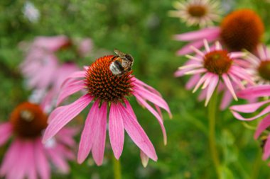 Üzerinde yaban arısı olan pembe ekinezya ve arka planda aynı çiçekler.