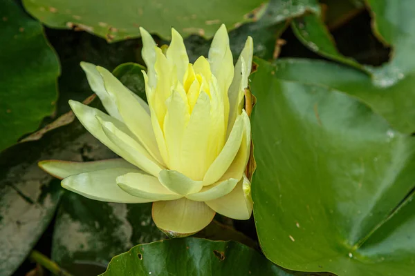 Beatiful Yellow Water Lily Big Green Leaves Sunny Day — Stock Photo, Image