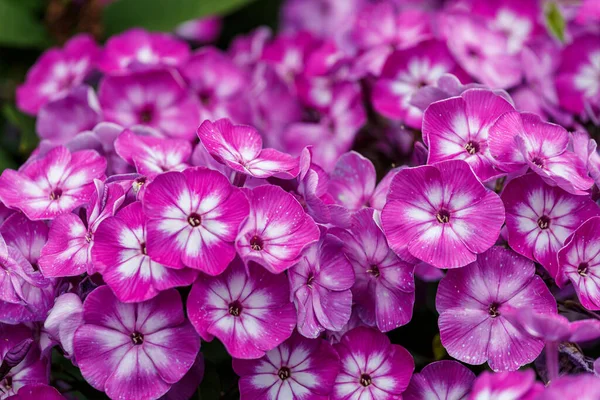 Branch Pink Purple Phlox Flowers — Stock Photo, Image