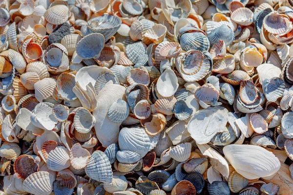 Multi Colored Small Shells Thrown Seashore Lit Summer Sun — Stock Photo, Image