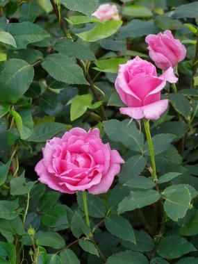 Bahçede üç güzel pembe gül