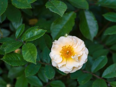 Tamamen açılmış parlak sarı bir gül çiçeği