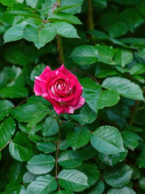 Benekli yapraklı tek bir kırmızı gül çiçeği