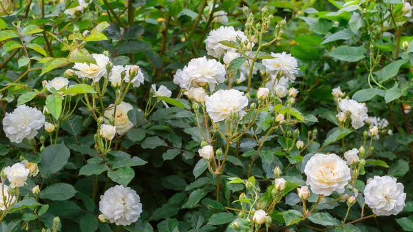 Цветущие Розовые Кусты Красивыми Большими Белыми Цветами — стоковое фото