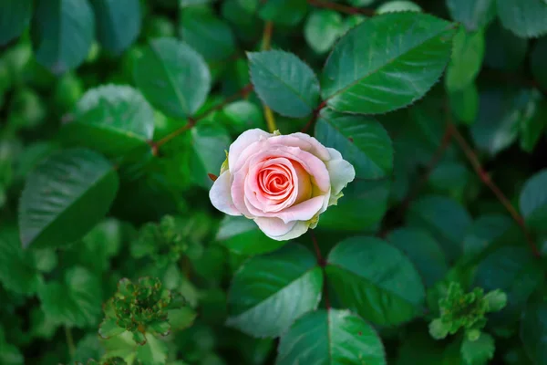 Ścisły Czerwony Różowy Kwiat Róży — Zdjęcie stockowe