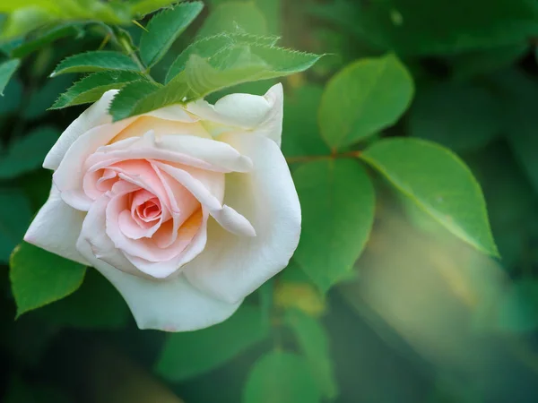 Крупный План Сада Бело Розовая Роза Освещенная Теплым Лучом Солнца — стоковое фото