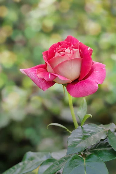 Крупный План Очаровательного Цветка Розы — стоковое фото