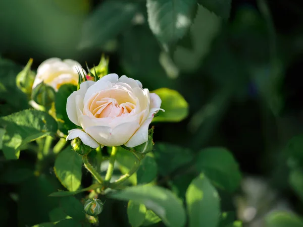 Пионская Роза Сливочно Желтого Цвета Персика — стоковое фото