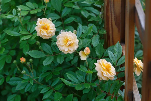 Несколько Розовых Цветов Рядом Деревянным Забором — стоковое фото