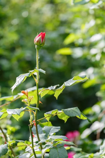 Бутон Красной Розы Тонком Длинном Стебле Начале Цветения — стоковое фото
