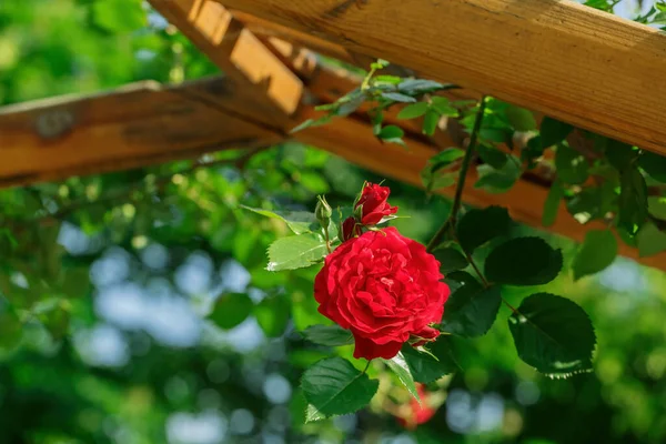 Ярко Красная Роза Фоне Деревянной Беседки — стоковое фото