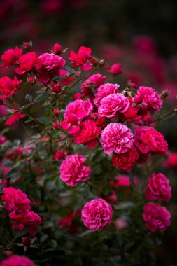 Yağmur sonrası ağaç yaprakları