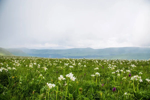 Kuzey Kafkasya, dağlar, Bermamyt yaylası.