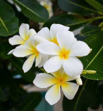 Plumeria 'yı yeşil yaprağa karşı kapatın.