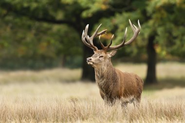 Sonbaharda İngiltere 'de çimlerin üzerinde duran bir Kırmızı Geyik' in yakın çekimi..