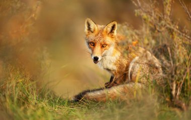 Sonbaharda bir kızıl tilkiyi (vulpes vulpes vulpes) sarı arkaplana yaklaştır.