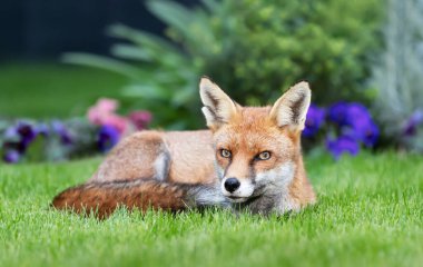 Birleşik Krallık 'ta yeşil çimlerde uzanan bir kızıl tilkiye (Vulpes vulpes) yakın çekim.