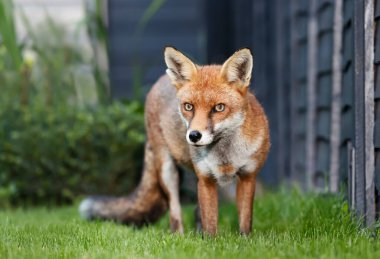 İngiltere 'de bir çitin yanındaki yeşil çimlerin üzerinde duran kırmızı tilkiye (Vulpes vulpes) yakın durun..