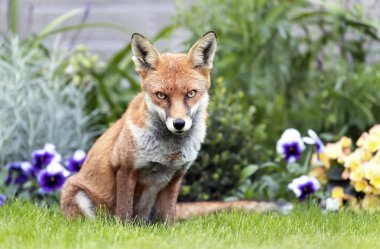 Bir kızıl tilkinin (Vulpes vulpes) yaz mevsiminde renkli bir arka plana karşı yakın plan, Birleşik Krallık.