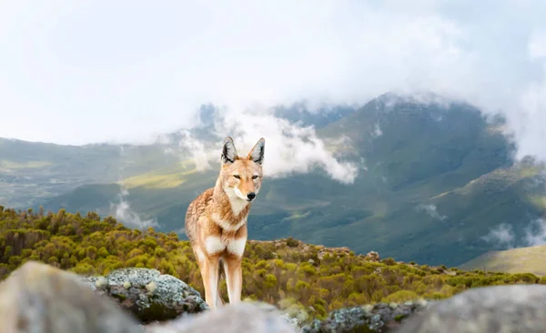 Primer Plano Lobo Etíope Raro Peligro Extinción Canis Simensis Pie —  Fotos de Stock
