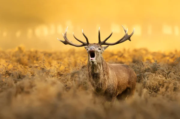 Zbliżenie Jelenia Czerwonego Cervus Elaphus Wzywającego Podczas Sezonu Rutynowego Świcie — Zdjęcie stockowe