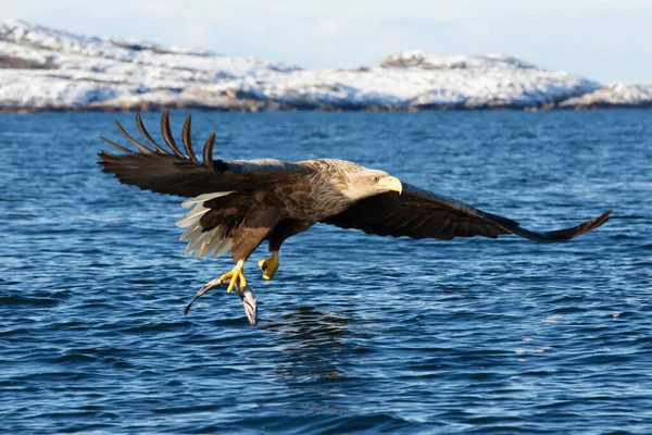 ノルウェーの冬に捕獲した魚と一緒に飛行中の白い尾のワシの閉鎖 — ストック写真