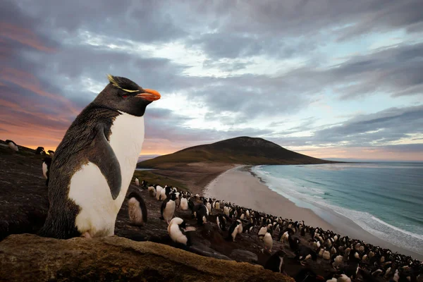 Close Southern Rockhopper Penguin Eudyptes Chrysocome Standing Rock Sunset Saunders — Stock Photo, Image