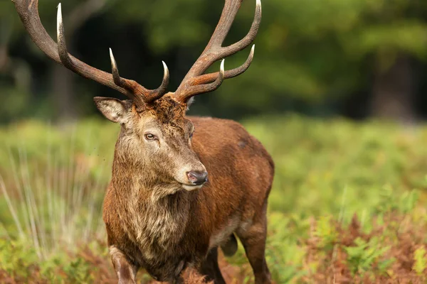 Close Van Een Rood Hertje Tijdens Het Bronstseizoen Herfst — Stockfoto