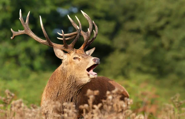 Nahaufnahme Eines Rothirsches Der Während Der Brunftzeit Herbst Ruft Großbritannien — Stockfoto