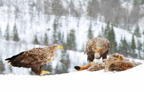 노르웨이 겨울에 마리의 독수리 Haliaeetus Albicilla — 스톡 사진