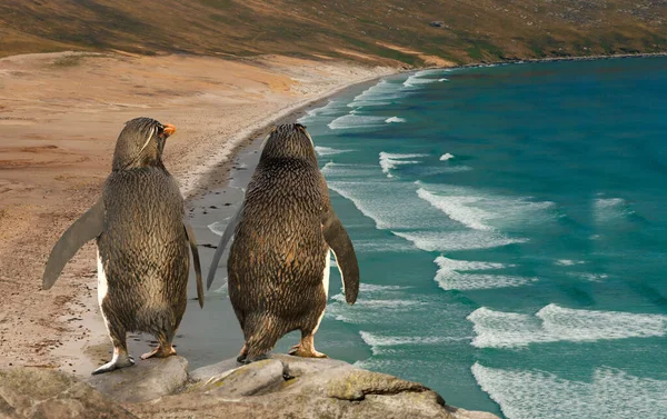 Gros Plan Deux Pingouins Cicadelle Regardant Océan Bleu Saunders Îles — Photo