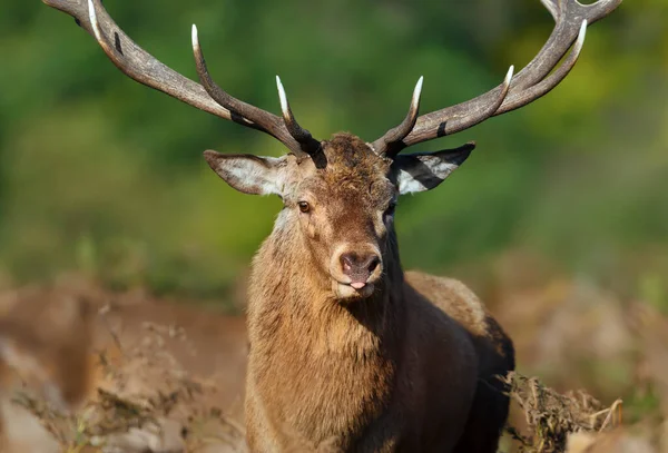 Close Van Een Red Deer Hert Tijdens Het Rutting Seizoen — Stockfoto