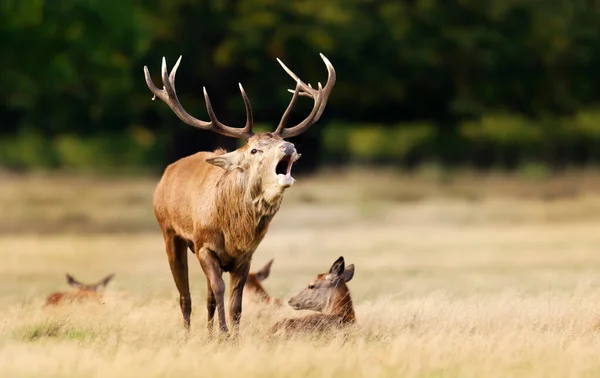 Gros Plan Cerf Rouge Qui Crie Pendant Saison Rut Automne — Photo