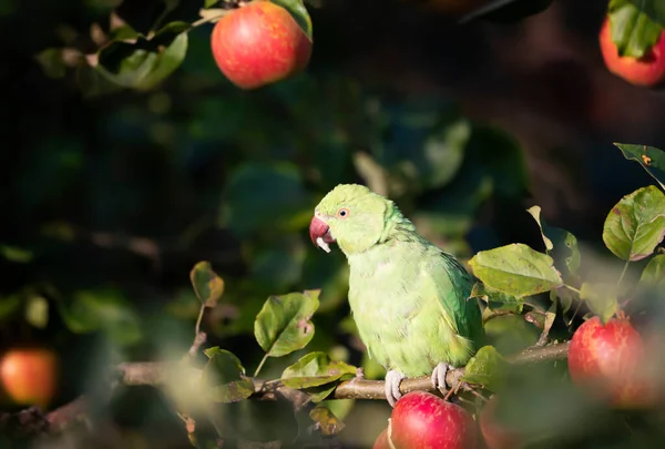 Close Ring Necked Parakeet Eating Apples Apple Tree Garden — Stock Photo, Image