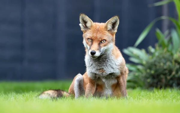 Закрытие Красного Лиса Vulpes Vulpes Серый Забор Летом Великобритания — стоковое фото