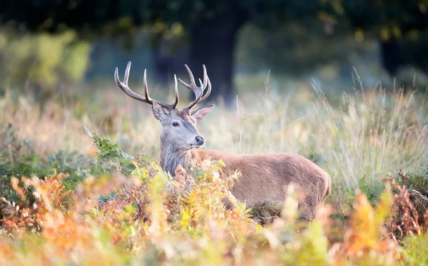 Close Red Deer Standing Bracken Rutting Season Autumn — Stock Photo, Image