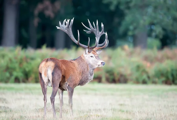 Close Van Een Rood Hertje Gras Herfst — Stockfoto