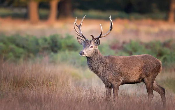 Gros Plan Cerf Rouge Debout Dans Herbe Automne Royaume Uni — Photo