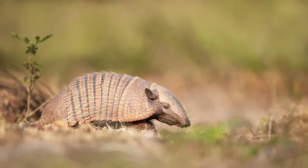 Altı Bantlı Armadillo Euphractus Sexcinctus Güney Pantanal Brezilya — Stok fotoğraf