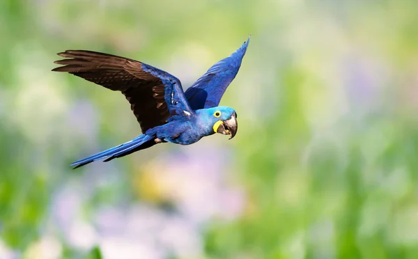 Close up of a Hyacinth macaw in flight, South Pantanal, Brazil.