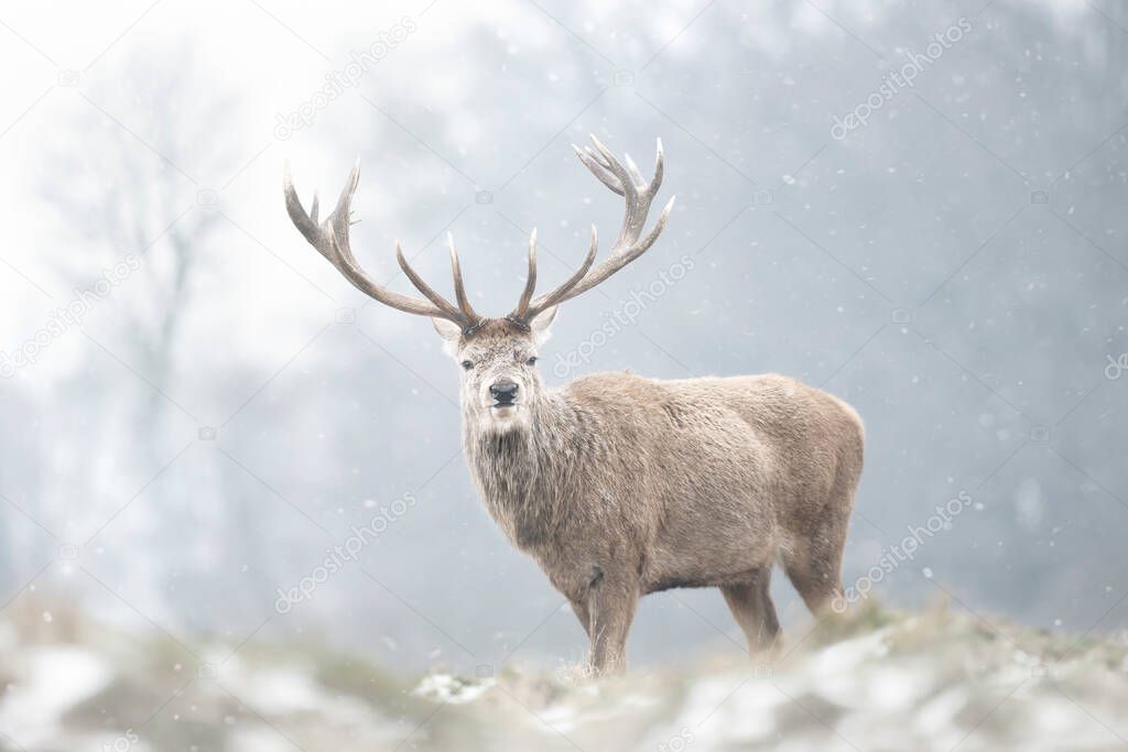 Close up of a Red deer stag in winter, UK.