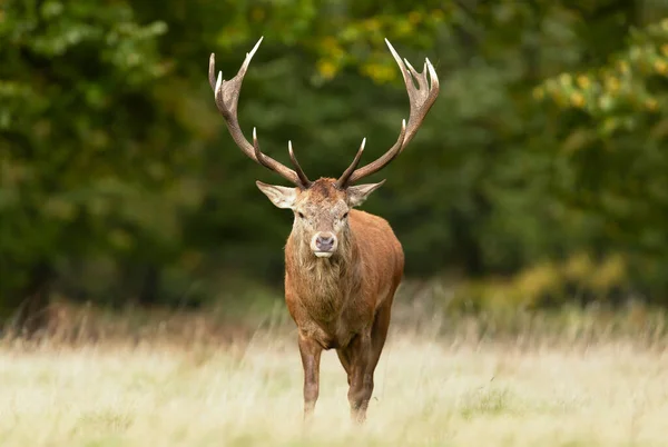 Gros Plan Cerf Cerf Rouge Debout Dans Herbe Automne Royaume — Photo