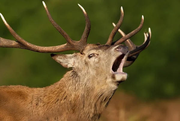 Nahaufnahme Eines Hirsches Der Während Der Brunftzeit Herbst Vor Klarem — Stockfoto